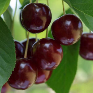 Érdi nagygyümölcsű meggy gyümölcsfa, szabadgyökeres