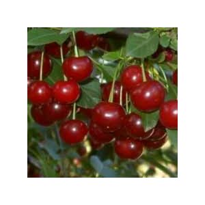 Újfehértói meggy gyümölcsfa