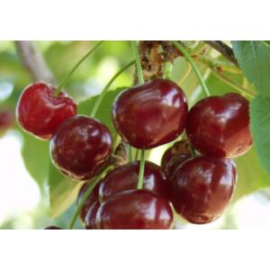 Meteor meggy gyümölcsfa