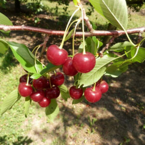 Pándy meggy gyümölcsfa, szabadgyökeres