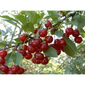 Újfehértói meggy gyümölcsfa