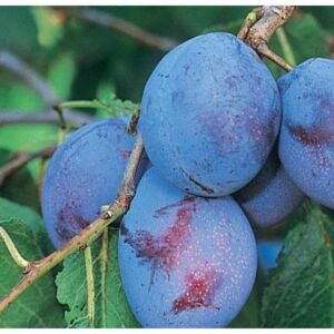 Cacanska Rana szilva gyümölcsfa, szabadgyökeres