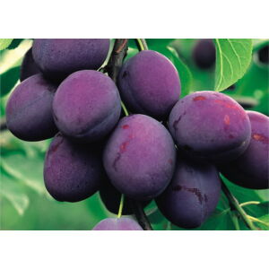 President szilva gyümölcsfa