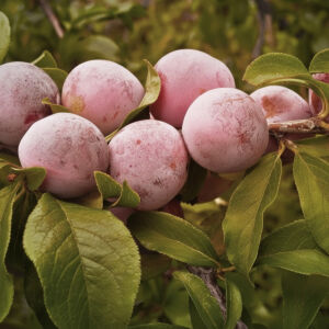 Althan szilva gyümölcsfa