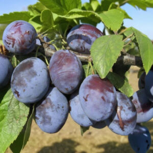 Besztercei ringló szilva gyümölcsfa, szabadgyökeres