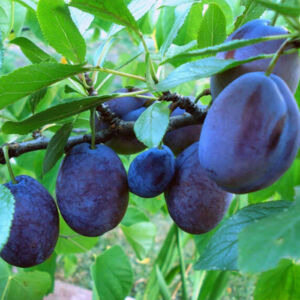 Stanley szilva gyümölcsfa