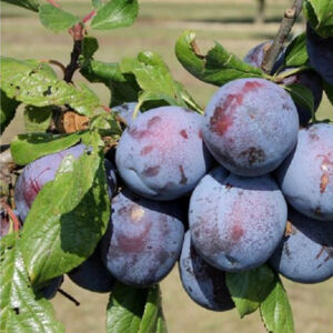 Tuleu Gras szilva gyümölcsfa, szabadgyökeres