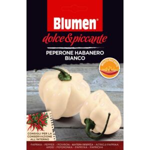 Blumen Chili Paprika Habanero Fehér