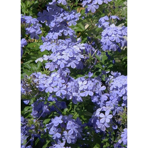 Kék virágú ólomvirág (Plumbago auriculata)
