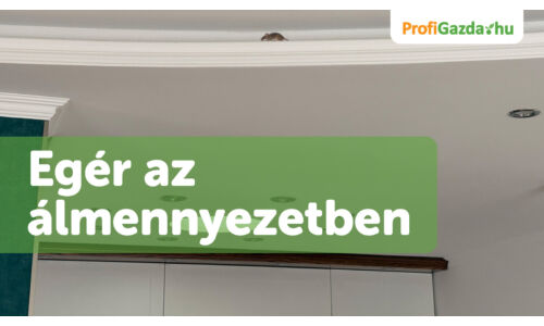 Egerek és patkányok az álmennyezetben – jelek, veszélyek és gyors megoldások”