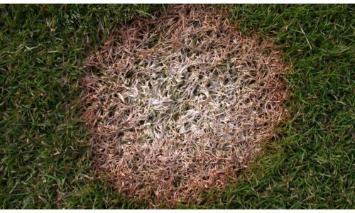 Gyepek súlyos betegsége a fuzáriumos fűpusztulás