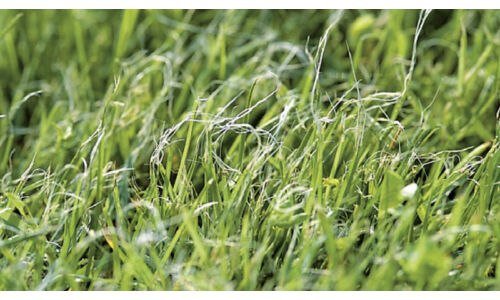 Gyep növényvédelme