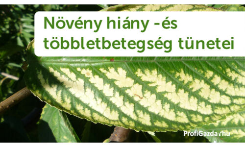 Tápelemek szerepe a növények életében és azok hiánytünetei