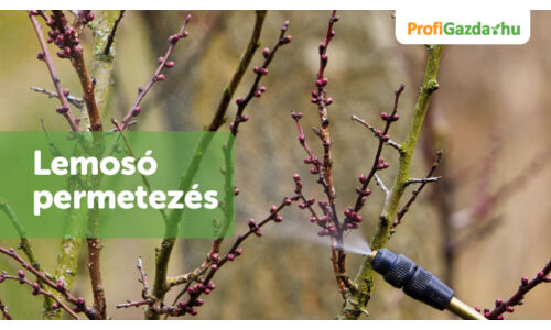 Lemosó permetezés: mikor, hogyan és miért elengedhetetlen a kertedben?
