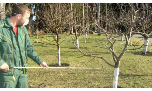A három legfontosabb kora tavaszi teendő a gyümölcsfákkal
