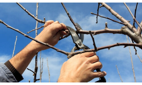 Jön a tavasz -  mennyibe kerül a fák metszése? 