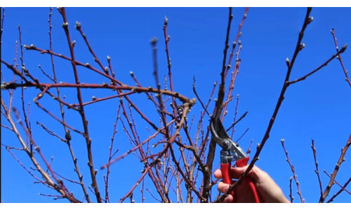 Metszés mindentudó - gyümölcsfák metszése (alma, körte, szilva, cseresznye, meggy, őszibarack)