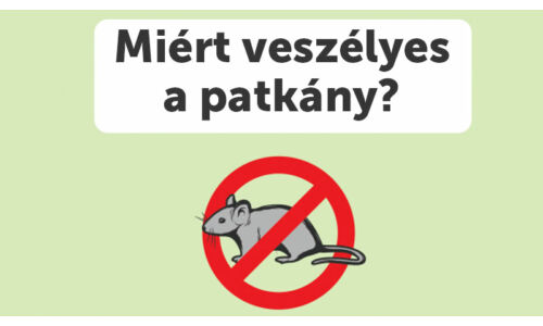 Miért veszélyes a patkány?