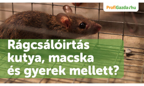 Rágcsálóirtás kutya, macska és gyerek mellett?