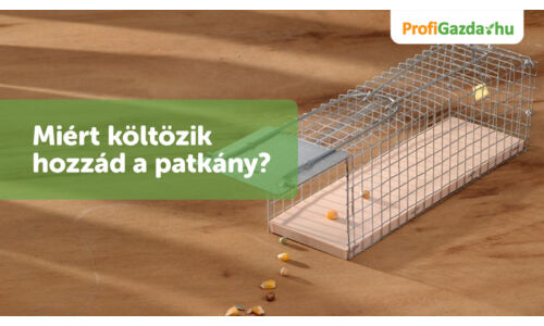 Hogy előzzem meg, hogy patkányok lepjék el a házamat?