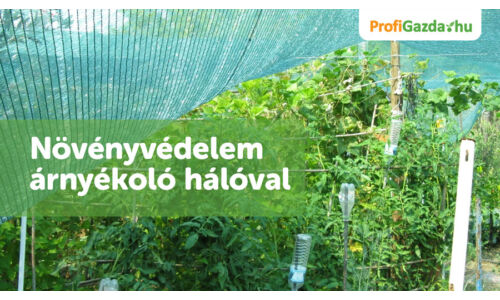 Árnyékolási megoldások a veteményesben: védd meg növényeidet a perzselő naptól
