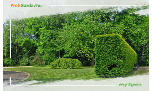 Álmodj tökéletes sövény kerítést az otthonod köré!