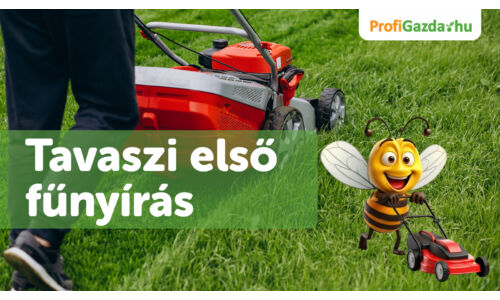 Tavaszi első fűnyírás – mikor és hogyan érdemes elkezdeni?