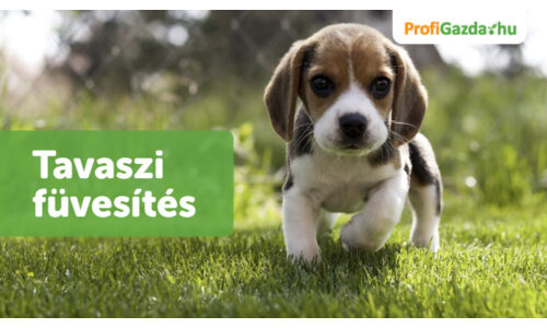 Tudnivalók a tavaszi füvesítésről