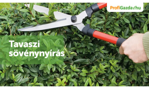 Tavaszi sövénynyírás: hogyan hozd ki a legtöbbet a növényedből?