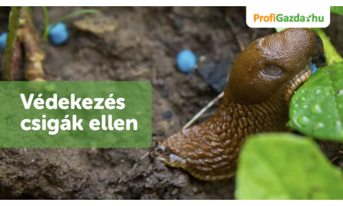 Hogyan tartsuk távol a meztelen csigákat a kertből? – Egyszerű és hatékony megoldások kiskertekbe