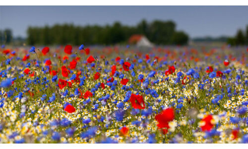 Miért előnyös ha természetközeli, vadvirágos az udvar egy része?