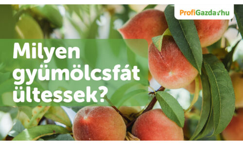 Milyen gyümölcsfát ültessek? – Tanácsok kezdőknek