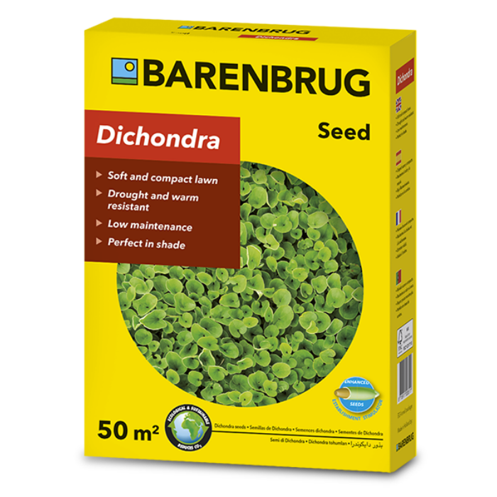 Barenbrug Dichondra – Zöld talajtakaró