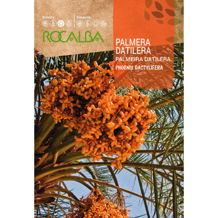 Rocalba datolyapálma vetőmag