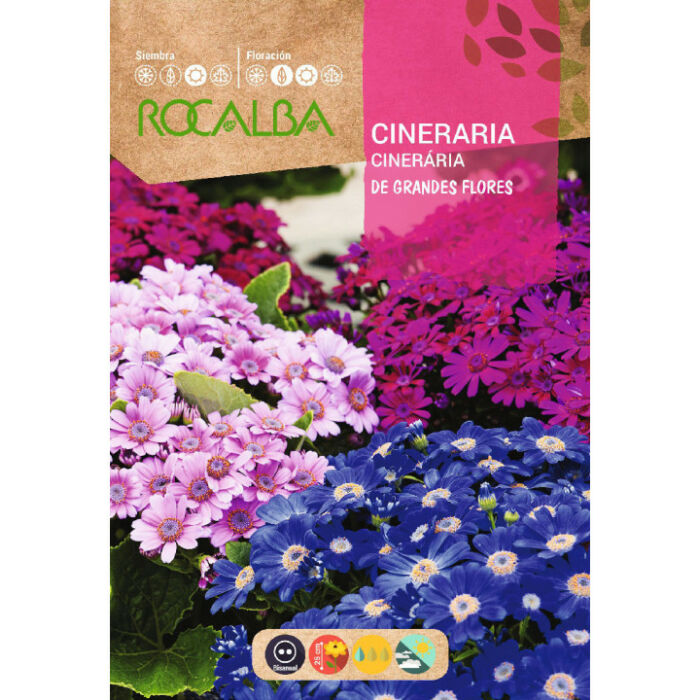 Rocalba Cineraria - Csodaszem 