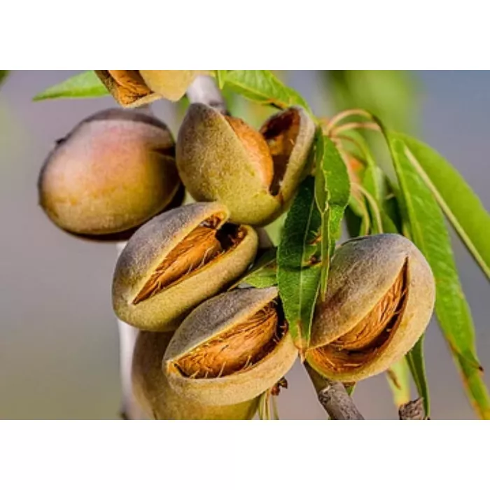 Budatétény 70 mandula szabadgyökeres