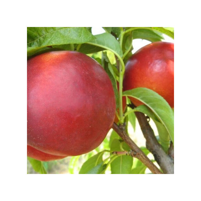 Red June őszibarack gyümölcsfa