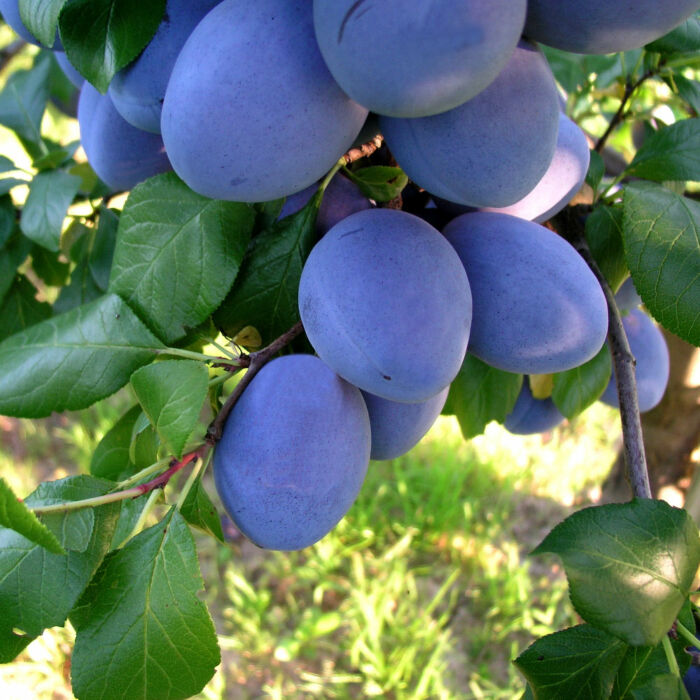 Top Taste szilva gyümölcsfa, szabadgyökeres
