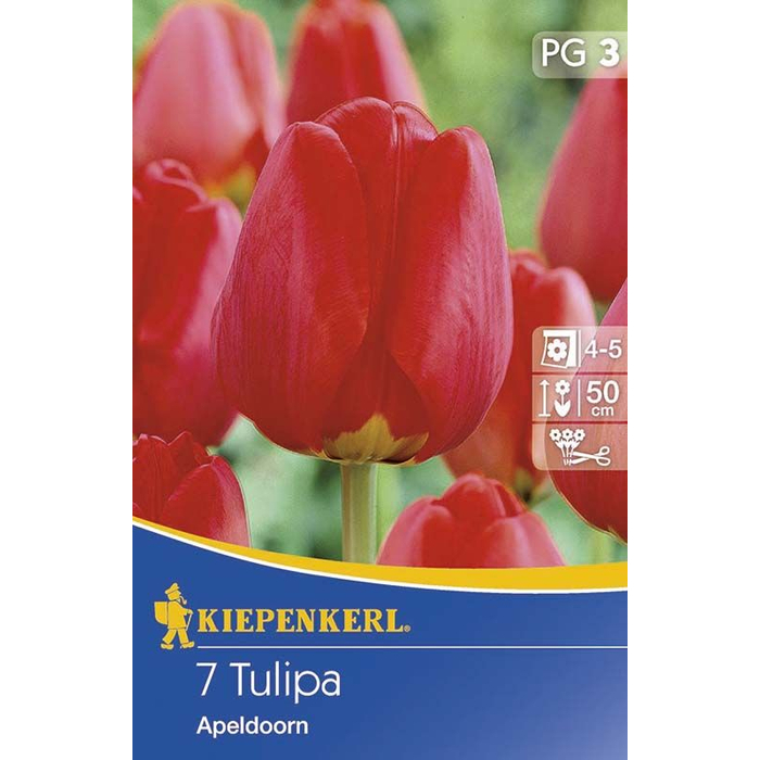 Kiepenkerl Tulipán Apeldoorn 7 db