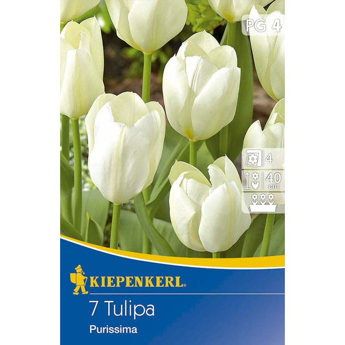 Kiepenkerl  Purissima tulipán virághagymák 7 db