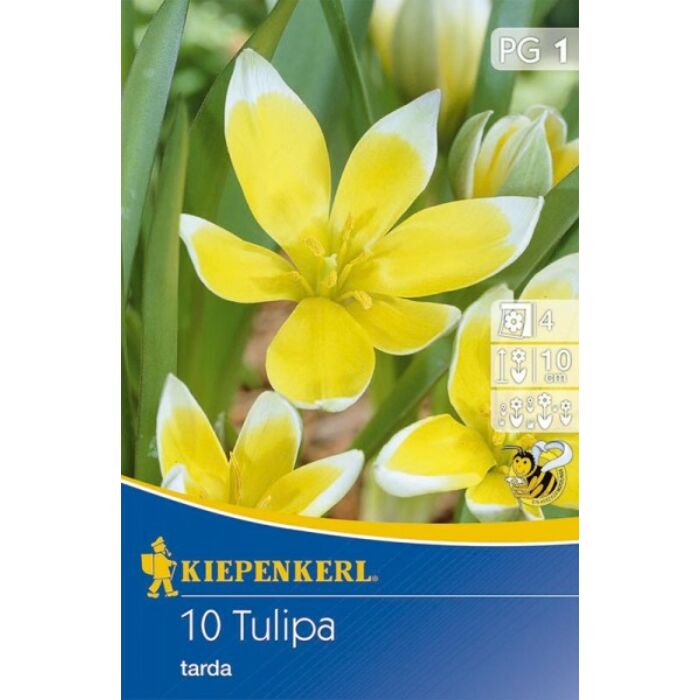 Kiepenkerl Tulipa tarda ( Vadtulipán) 10 db