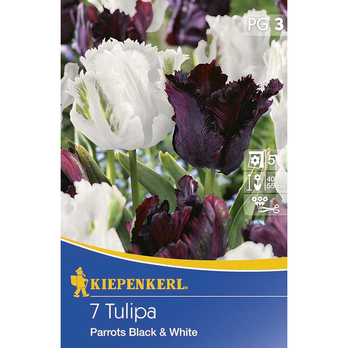 Kiepenkerl Parrots Black &amp; White tulipán 7 db