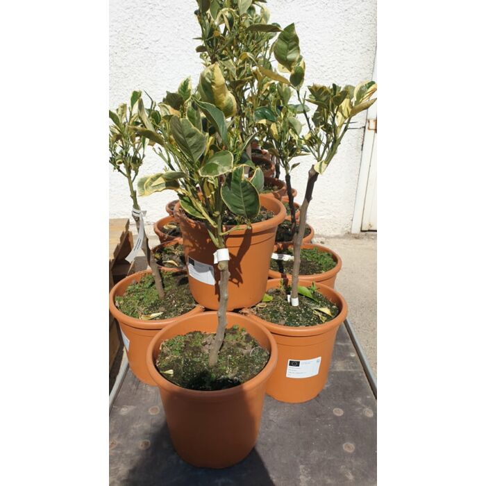 Narancs variegata