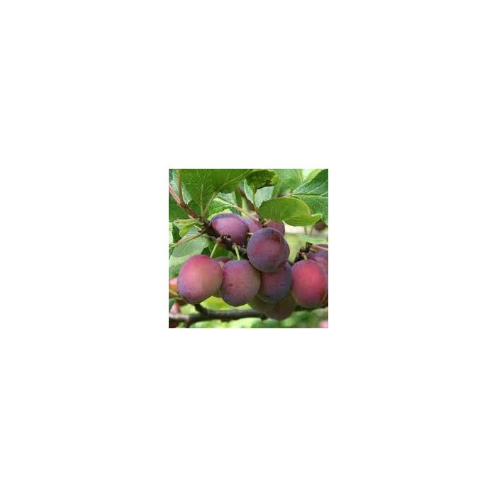 Prunus Domestica "Opal" szilva balkon gyümölcsfa