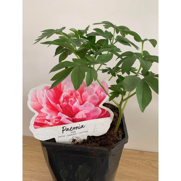 Paeonia Lactiflora Paula Fay - Lágyszárú Bazsarózsa