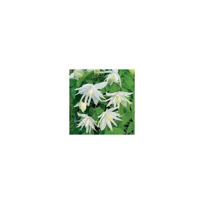 Clematis Atragene ‘Albina Plena’ – atragene klematisz