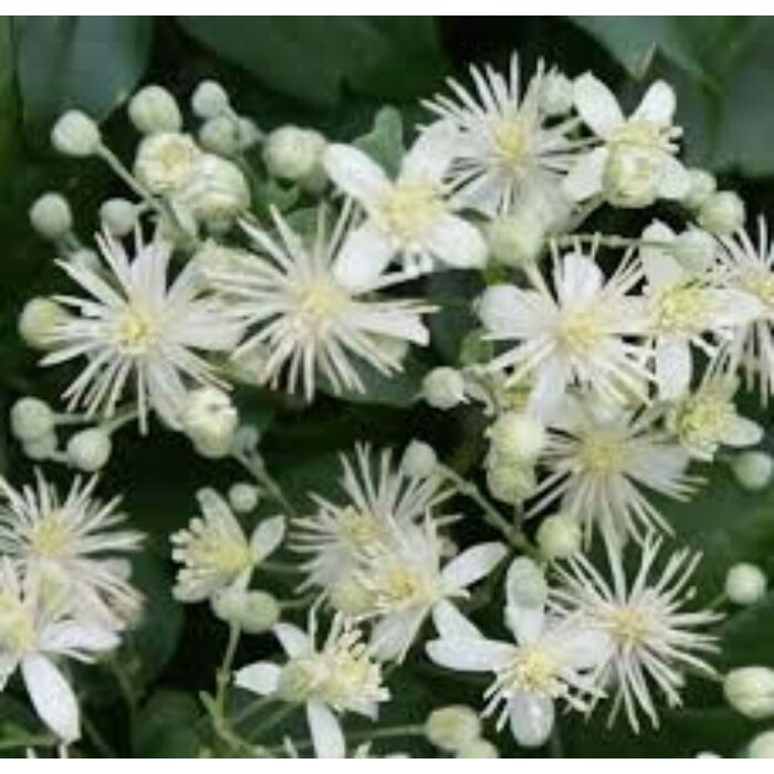 Clematis vitalba erdei iszalag