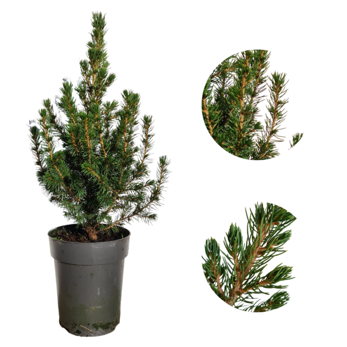 Picea Glauca Conica Cukorsüvegfenyő