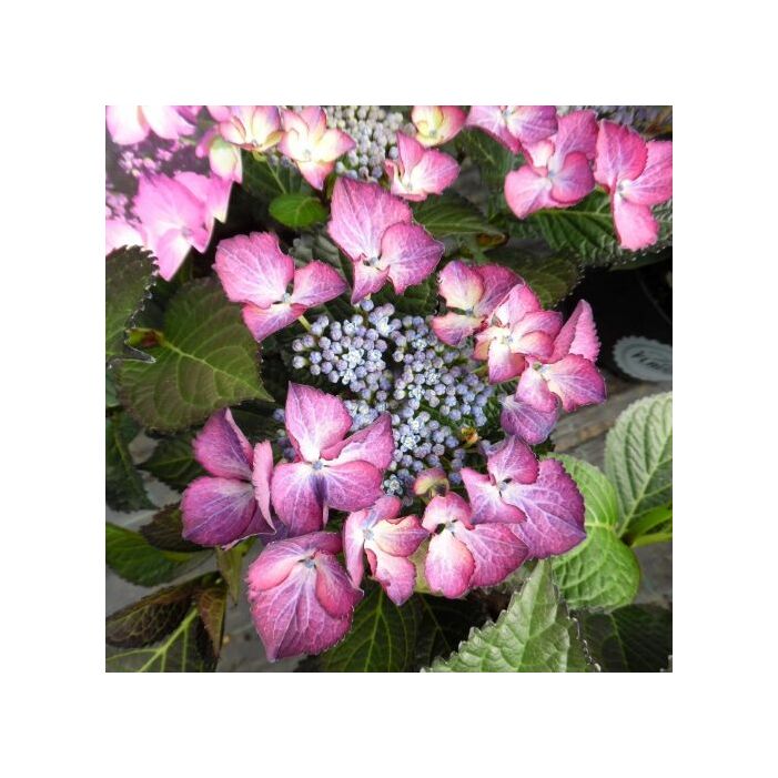 Hydrangea macrophylla Black Diamond teller Dark Angel purple  - Kerti Hortenzia