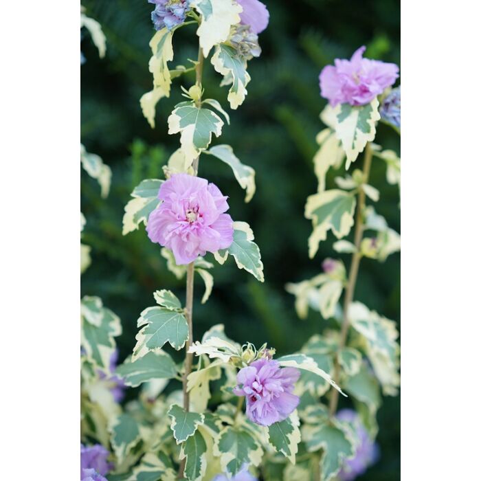 Kerti mályvacserje - hibiscus syriacus variegata